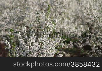 Sour cherry plantation, rack focus