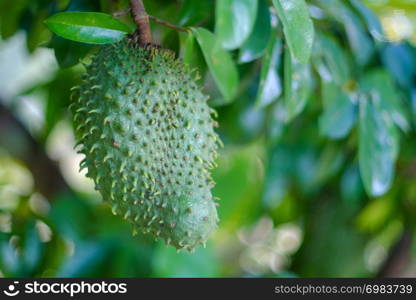 Soursop / guanabana / graviola exotic fruit hanging from tree - growing and harvesting your own food, self-sustainability, rural country life - Image