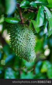 Soursop / guanabana / graviola exotic fruit hanging from tree - growing and harvesting your own food, self-sustainability, rural country life - Image