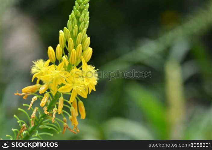 Sout African plant Bulbine natalensis also known with common name Bulbine