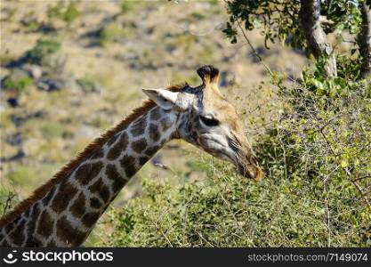 South African Giraffe headshot grazing near the top of the trees