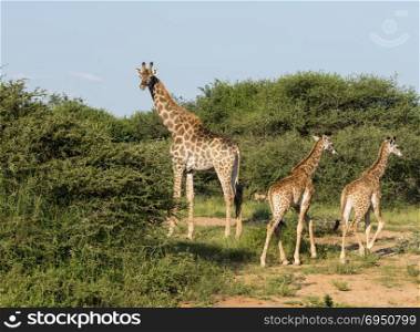 South African giraffes, big family graze in the wild forest, wildlife animals safari, Kruger National Park, bushes of game drive reserve, beautiful nature of Africa continent