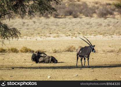 South African Oryx and Blue wildebeest in Kgalagadi transfrontier park, South Africa  specie Oryx gazella and Connochaetes taurinus family of Bovidae. South African Oryx and Blue wildebeest in Kgalagadi transfrontier park, South Africa