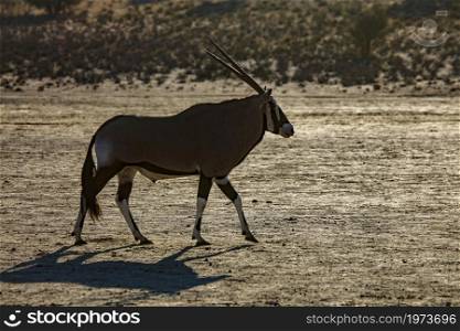 South African Oryx bull walking in backlit in Kgalagadi transfrontier park, South Africa; specie Oryx gazella family of Bovidae. South African Oryx in Kgalagadi transfrontier park, South Africa