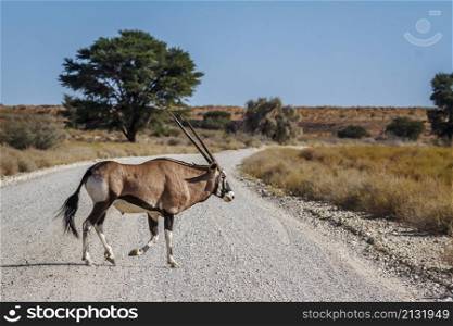 South African Oryx crossing safari gravel road in Kgalagadi transfrontier park, South Africa; specie Oryx gazella family of Bovidae. South African Oryx in Kgalagadi transfrontier park, South Africa