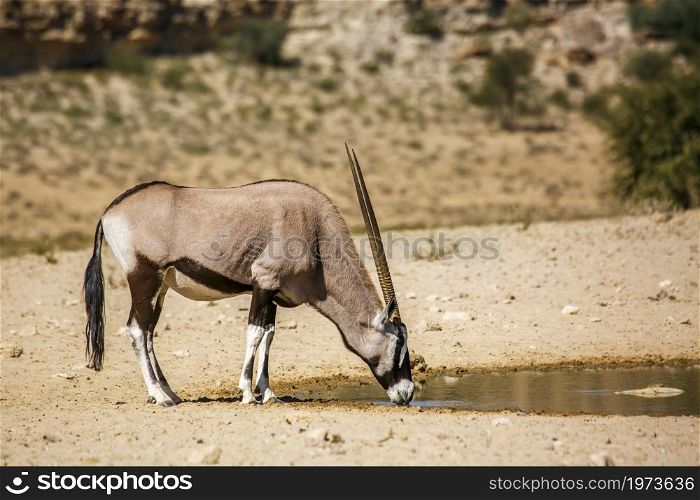South African Oryx drinking in waterhole in Kgalagadi transfrontier park, South Africa; specie Oryx gazella family of Bovidae. South African Oryx in Kgalagadi transfrontier park, South Africa
