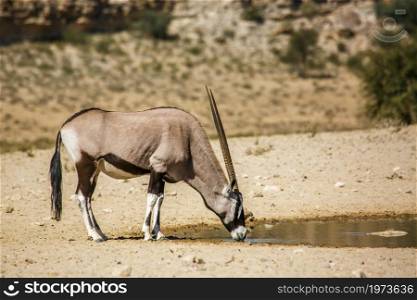 South African Oryx drinking in waterhole in Kgalagadi transfrontier park, South Africa; specie Oryx gazella family of Bovidae. South African Oryx in Kgalagadi transfrontier park, South Africa
