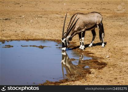 South African Oryx drinking in waterole in Kgalagadi transfrontier park, South Africa; specie Oryx gazella family of Bovidae. South African Oryx in Kgalagadi transfrontier park, South Africa