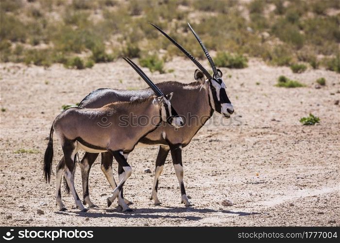 South African Oryx female and cub in Kgalagadi transfrontier park, South Africa; specie Oryx gazella family of Bovidae. South African Oryx in Kgalagadi transfrontier park, South Africa