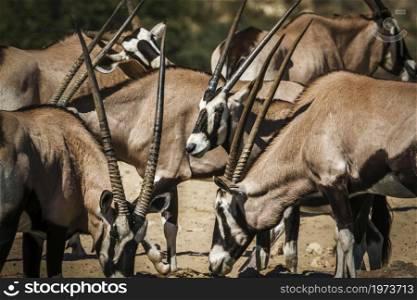 South African Oryx herd in close up n Kgalagadi transfrontier park, South Africa; specie Oryx gazella family of Bovidae. South African Oryx in Kgalagadi transfrontier park, South Africa