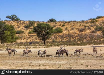 South African Oryx herd in desert dune scenery in Kgalagadi transfrontier park, South Africa; specie Oryx gazella family of Bovidae. South African Oryx in Kgalagadi transfrontier park, South Africa
