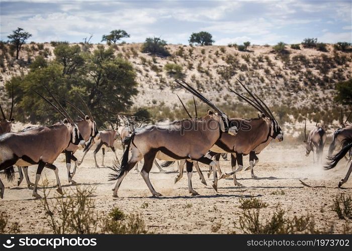 South African Oryx herd running in desert area in Kgalagadi transfrontier park, South Africa; specie Oryx gazella family of Bovidae. South African Oryx in Kgalagadi transfrontier park, South Africa