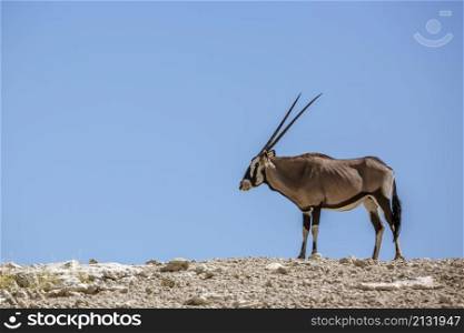 South African Oryx on top of dune isolated in blue sky in Kgalagadi transfrontier park, South Africa; specie Oryx gazella family of Bovidae. South African Oryx in Kgalagadi transfrontier park, South Africa