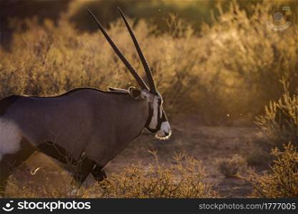 South African Oryx portrait in backlit at sunrise in Kgalagadi transfrontier park, South Africa; specie Oryx gazella family of Bovidae. South African Oryx in Kgalagadi transfrontier park, South Africa
