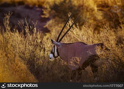 South African Oryx portrait in backlit at sunrise in Kgalagadi transfrontier park, South Africa; specie Oryx gazella family of Bovidae. South African Oryx in Kgalagadi transfrontier park, South Africa