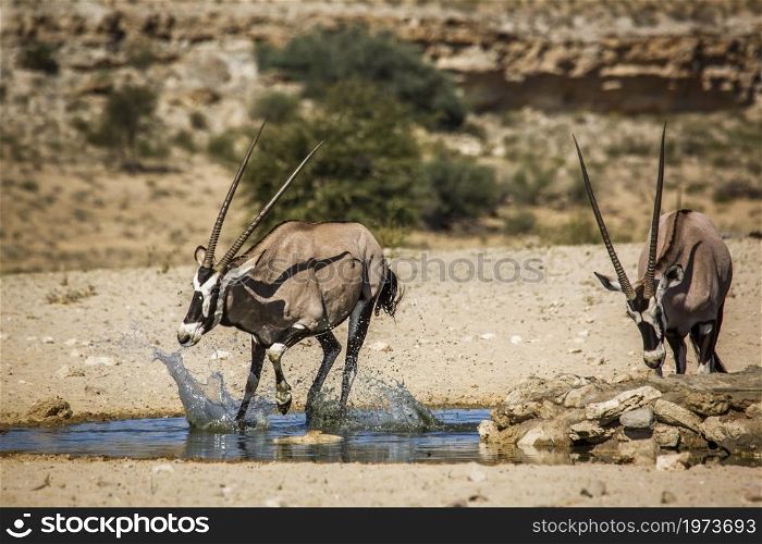 South African Oryx running away frow waterhole in Kgalagadi transfrontier park, South Africa; specie Oryx gazella family of Bovidae. South African Oryx in Kgalagadi transfrontier park, South Africa