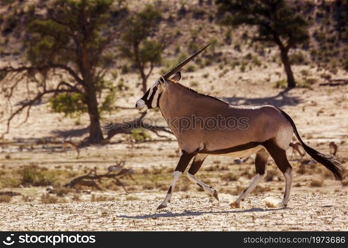 South African Oryx running in dry land in Kgalagadi transfrontier park, South Africa; specie Oryx gazella family of Bovidae. South African Oryx in Kgalagadi transfrontier park, South Africa