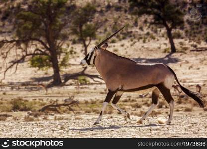 South African Oryx running in dry land in Kgalagadi transfrontier park, South Africa; specie Oryx gazella family of Bovidae. South African Oryx in Kgalagadi transfrontier park, South Africa