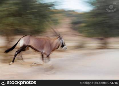 South African Oryx running in long exposure effect in Kgalagadi transfrontier park, South Africa; specie Oryx gazella family of Bovidae. South African Oryx in Kgalagadi transfrontier park, South Africa