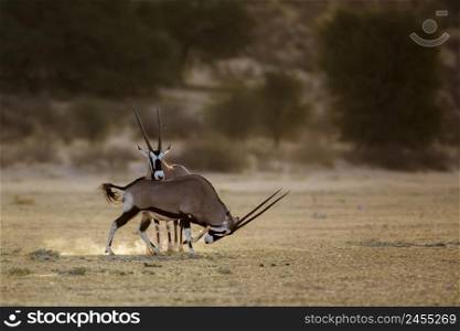 South African Oryx running in morning light dust in Kgalagadi transfrontier park, South Africa  specie Oryx gazella family of Bovidae. South African Oryx in Kgalagadi transfrontier park, South Africa