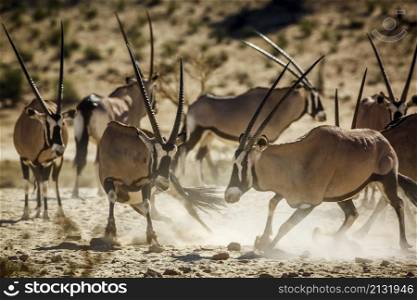 South African Oryx small group moving in dusty dry land in Kgalagadi transfrontier park, South Africa; specie Oryx gazella family of Bovidae. South African Oryx in Kgalagadi transfrontier park, South Africa
