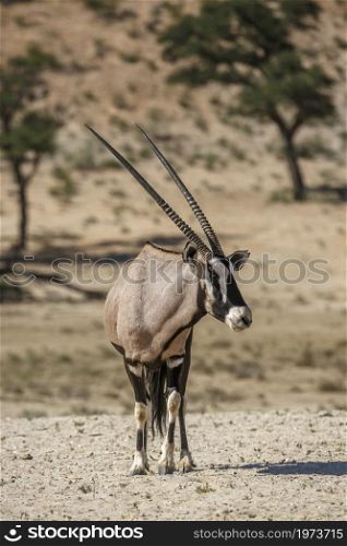 South African Oryx standing front view in dry land in Kgalagadi transfrontier park, South Africa; specie Oryx gazella family of Bovidae. South African Oryx in Kgalagadi transfrontier park, South Africa