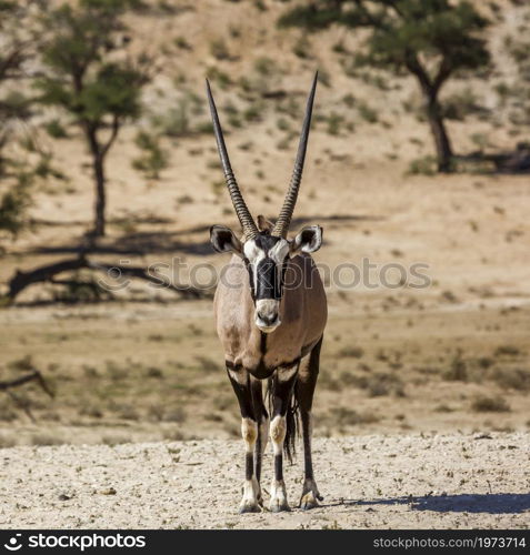 South African Oryx standing front view looking at camera in Kgalagadi transfrontier park, South Africa; specie Oryx gazella family of Bovidae. South African Oryx in Kgalagadi transfrontier park, South Africa