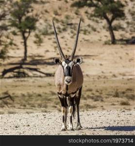 South African Oryx standing front view looking at camera in Kgalagadi transfrontier park, South Africa; specie Oryx gazella family of Bovidae. South African Oryx in Kgalagadi transfrontier park, South Africa