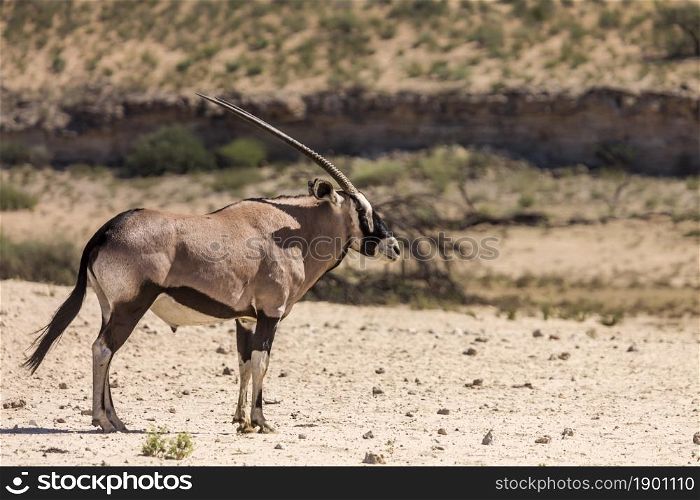 South African Oryx standing in desert area in Kgalagadi transfrontier park, South Africa; specie Oryx gazella family of Bovidae. South African Oryx in Kgalagadi transfrontier park, South Africa