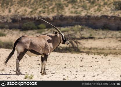 South African Oryx standing in desert area in Kgalagadi transfrontier park, South Africa; specie Oryx gazella family of Bovidae. South African Oryx in Kgalagadi transfrontier park, South Africa