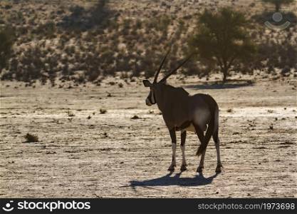 South African Oryx standing in desert area rear view in Kgalagadi transfrontier park, South Africa; specie Oryx gazella family of Bovidae. South African Oryx in Kgalagadi transfrontier park, South Africa