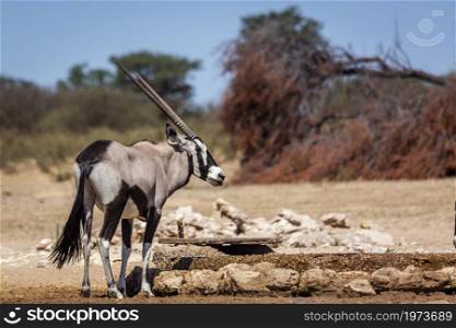 South African Oryx standing in waterhole in Kgalagadi transfrontier park, South Africa; specie Oryx gazella family of Bovidae. South African Oryx in Kgalagadi transfrontier park, South Africa
