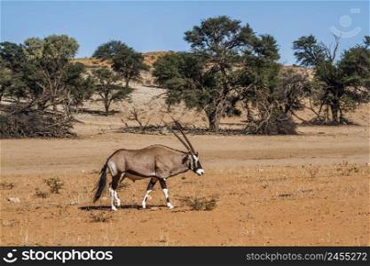 South African Oryx walking in dry land scenery in Kgalagadi transfrontier park, South Africa; specie Oryx gazella family of Bovidae. South African Oryx in Kgalagadi transfrontier park, South Africa
