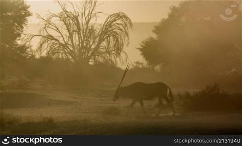 South African Oryx walking in dusty twilight in Kgalagadi transfrontier park, South Africa; specie Oryx gazella family of Bovidae. South African Oryx in Kgalagadi transfrontier park, South Africa