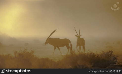 South African Oryx walking in dusty twilight in Kgalagadi transfrontier park, South Africa; specie Oryx gazella family of Bovidae. South African Oryx in Kgalagadi transfrontier park, South Africa