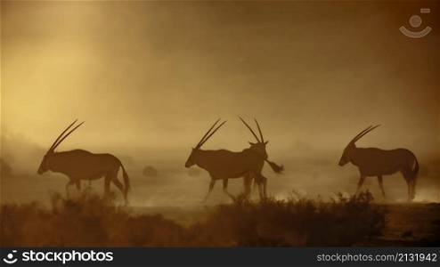 South African Oryx walking in dusty twilight in Kgalagadi transfrontier park, South Africa; specie Oryx gazella family of Bovidae. South African Oryx in Kgalagadi transfrontier park, South Africa
