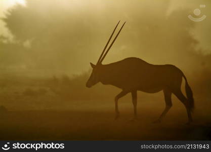 South African Oryx walking in dusty twilight in Kgalagadi transfrontier park, South Africa; specie Oryx gazella family of Bovidae. South African Oryx in Kgalagadi transfrontier park, South Africa