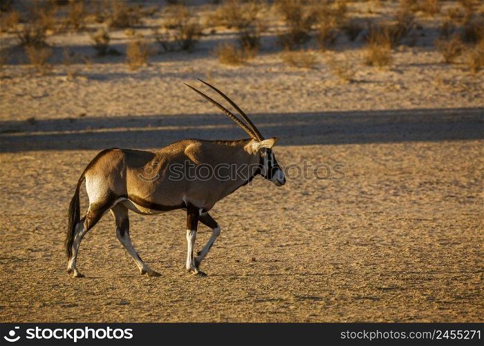 South African Oryx walking in morning light in Kgalagadi transfrontier park, South Africa  specie Oryx gazella family of Bovidae. South African Oryx in Kgalagadi transfrontier park, South Africa