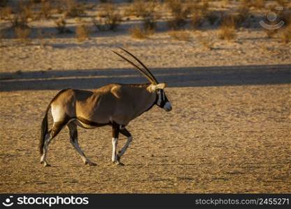 South African Oryx walking in morning light in Kgalagadi transfrontier park, South Africa  specie Oryx gazella family of Bovidae. South African Oryx in Kgalagadi transfrontier park, South Africa