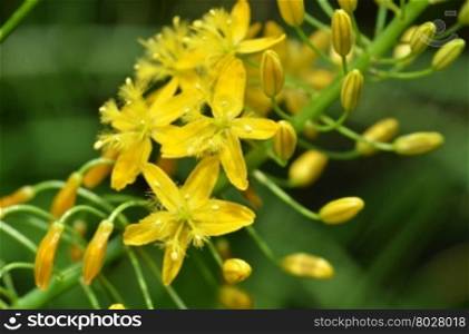 South African plant Bulbine natalensis also known with common name Bulbine