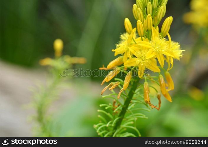 South African plant Bulbine natalensis also known with common name Bulbine