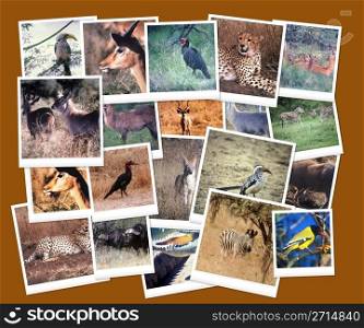 South African Wild Life Picture Collage
