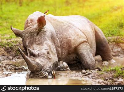 South African wild rhino bathing in the mud, big dangerous horned animal, big five member, safari game drive, exotic tourism expedition