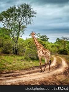 South African wildlife, wild giraffe on a walk, beautiful great animal, big five, bush safari game drive, Kruger National Park Reserve, travel South Africa &#xA;