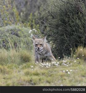 South American gray fox (Lycalopex griseus) carrying its prey in its mouth, Torres del Paine National Park, Patagonia, Chile