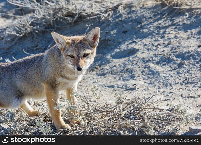 South American gray fox (Lycalopex griseus), Patagonian fox, in Patagonia mountains