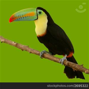 south american toucan colorful bird on green background