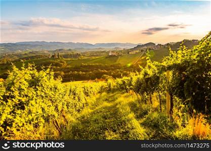 South Styria Vineyards landscape in Sulz Austria. View at Vineyard fields in sunset sun in summer. Tourist destination.. View at South Styria Vineyard fields in sunset sun in summer. Tourist destination.