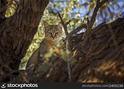 Southern African wildcat hidding in tree trunk in Kgalagadi transfrontier park, South Africa  specie Felis silvestris cafra family of Felidae. Southern African wildcat in Kgalagadi transfrontier park, South Africa