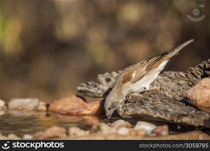 Southern Grey-headed Sparrow drinking at water pond in Kruger National park, South Africa ; Specie family Passer diffusus of Passeridae. Southern Grey-headed Sparrow in Kruger National park, South Africa